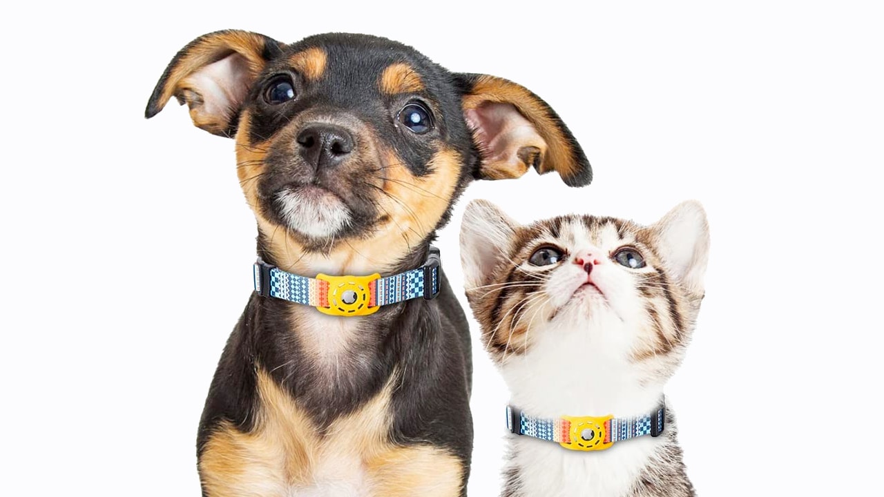 Best AirTag dog collars